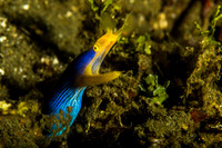 Blue Ribbon Eel
