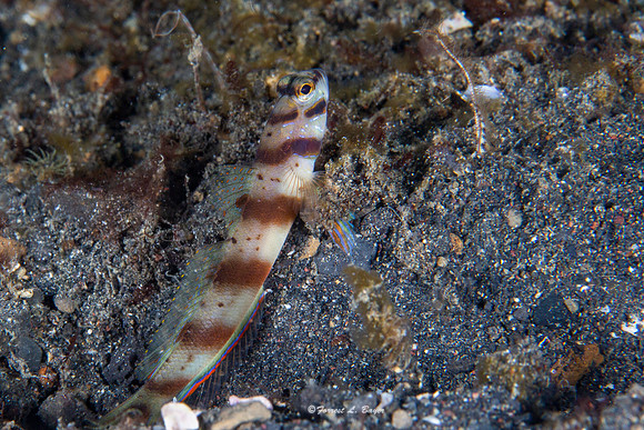 Maiusi Goby
