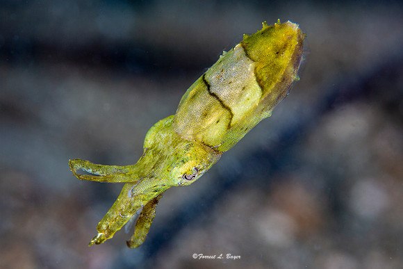 Pigmy Cuttle Fish
