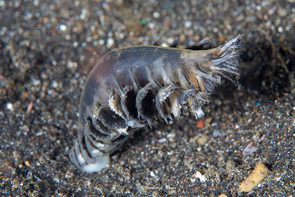 Sea Pen