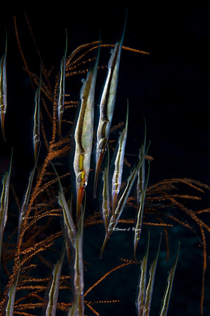 Shrimp Fish