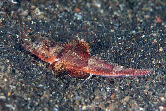 Spiny Flathead Fish