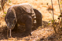 Komodo Dragon