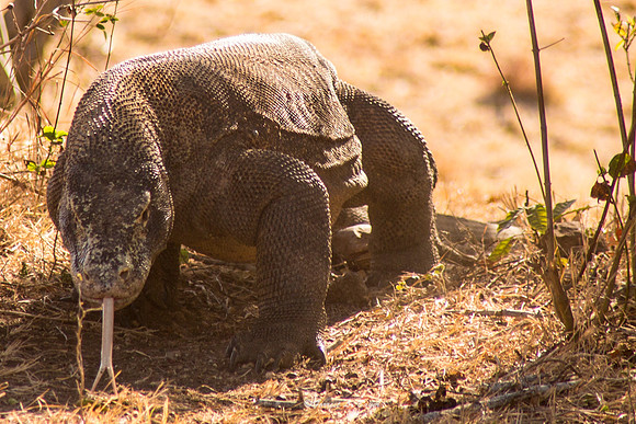Komodo Dragon