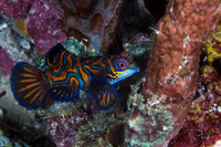 Mandarin FIsh