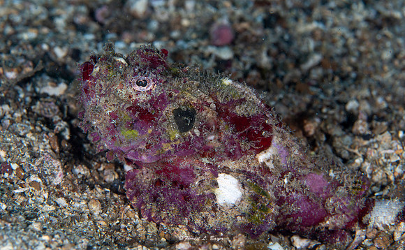 Erosa Stonefish
