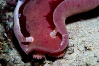 Spanish Dancer