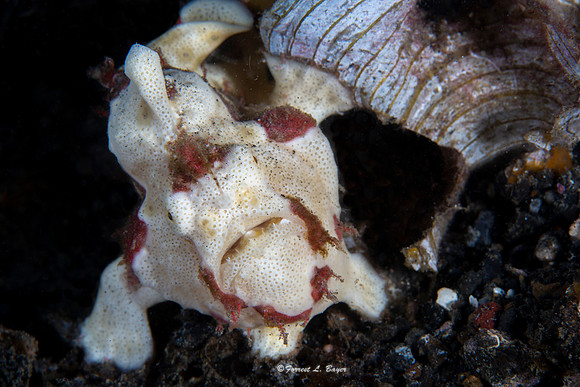 Painted Frog Fish