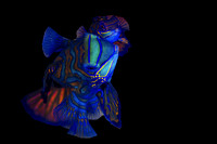 Mandarin Fish Mating