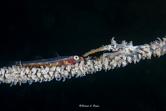 Whip Coral Goby and Shrimp