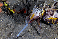 Flamboyant Cuttle Fish