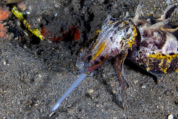 Flamboyant Cuttle Fish