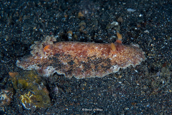 Nudibranch