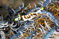 Crinoid Shrimp