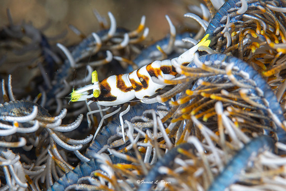 Crinoid Shrimp