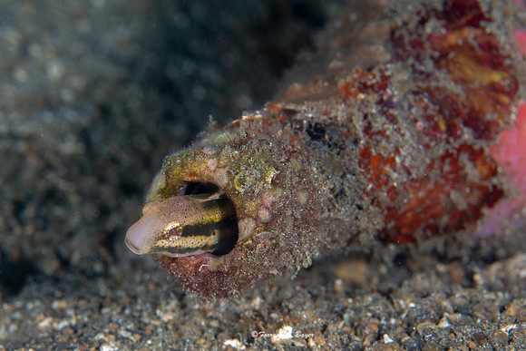 Shorthead Fang Blenny