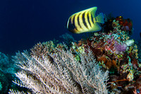 Six Lined Angle Fish