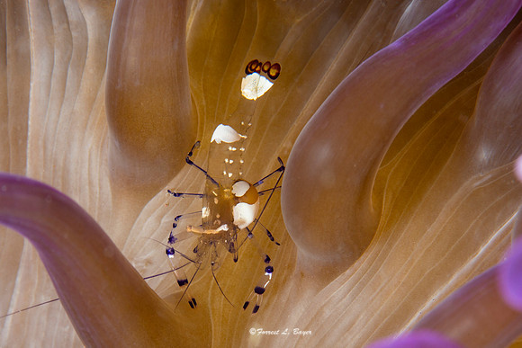 Peacock Tail Anemone Shrimp
