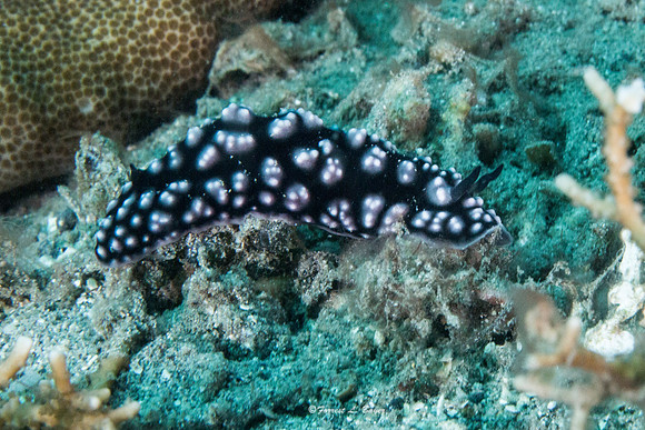 Nudibranch