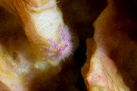 Hairy Crab Triton Bay