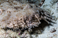 Wobbiegong Shark