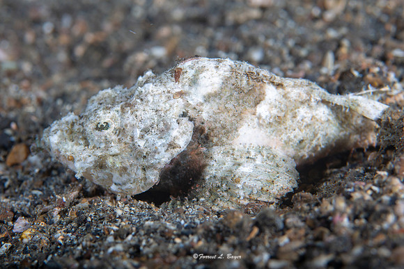 Scorpion Fish