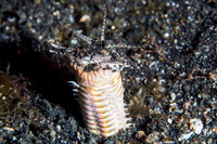 Bobbit Worm