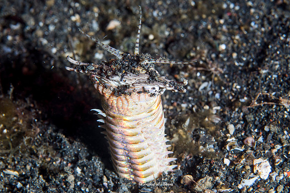 Bobbit Worm