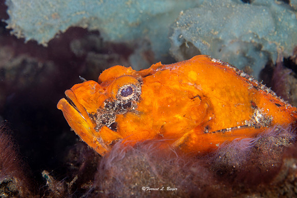 Flasher Scorpion FIsh