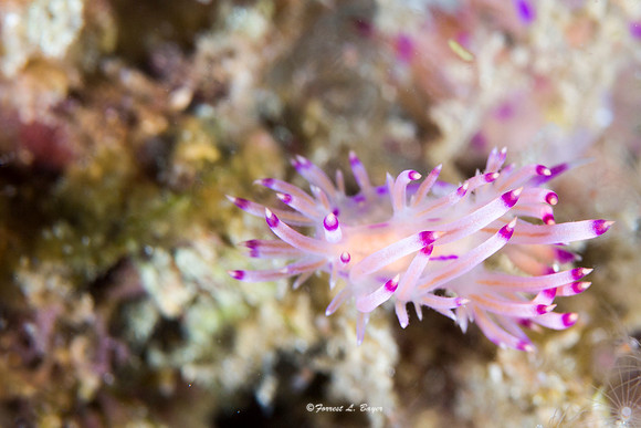 Flabellina Nudibranch