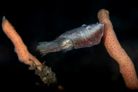 Pigmy Cuttle Fish