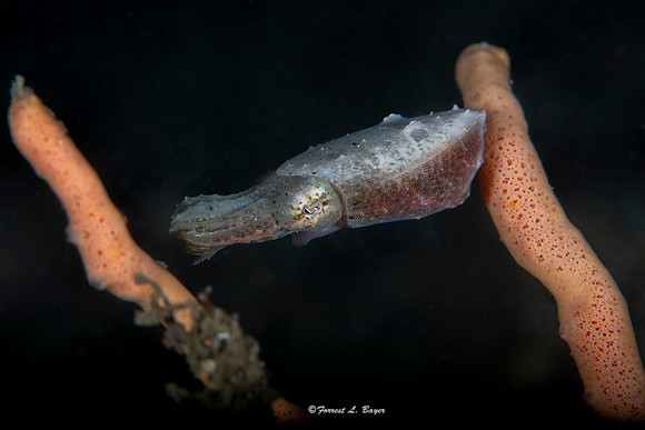 Pigmy Cuttle Fish