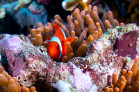 Spin-cheek Anemone Fish
