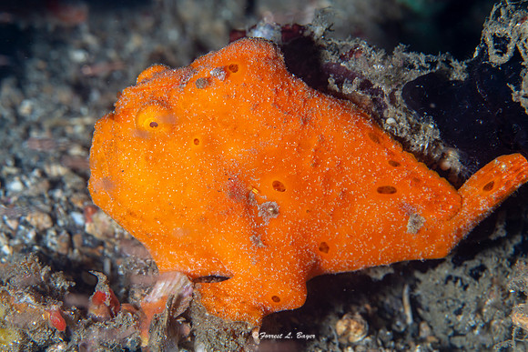 Orange Frog Fish