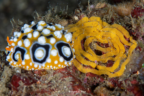 Phyllida ocellata Nudibranch laying eggs