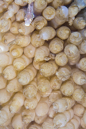 Squid Eggs