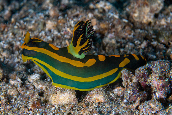 Tambja gabrielae Nudibranch
