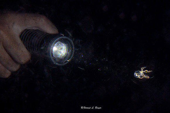 Wonderpus Octopus Larve