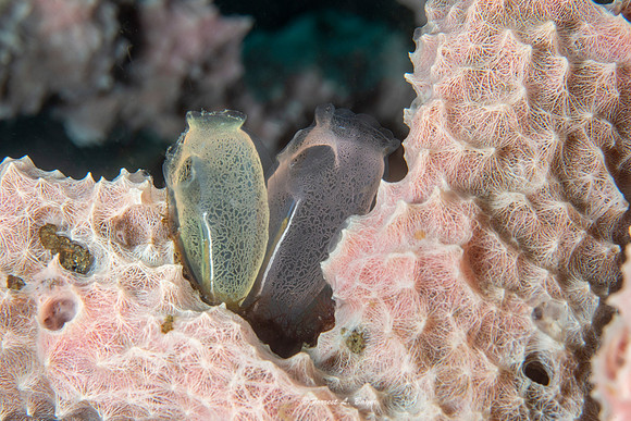 Tunicates