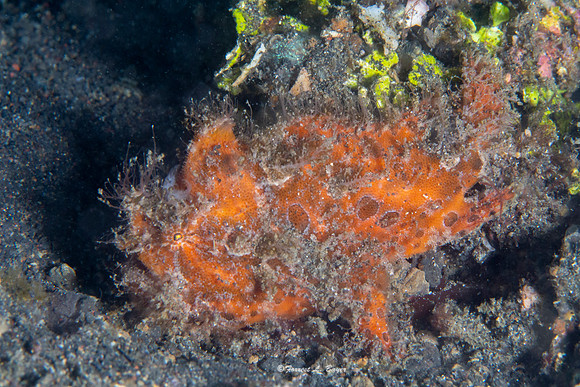 Hairy Frogfish