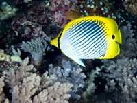 Spot Tail Butterfly Fish