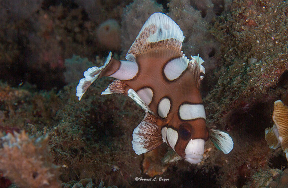 Juvenile Harlequin Sweetlips