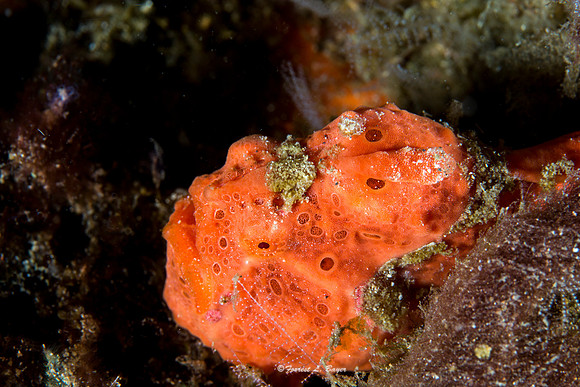 Orange Frog Fish