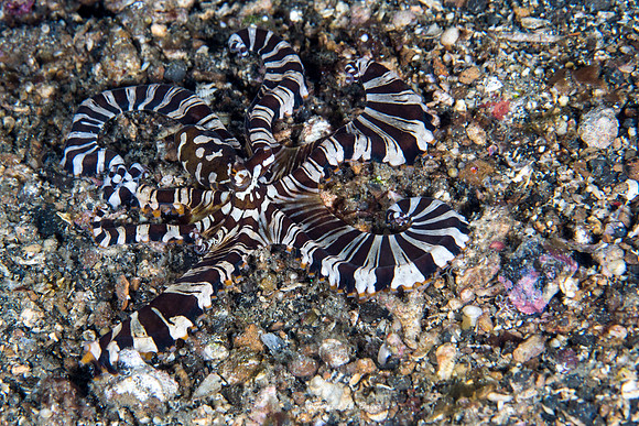 Wonderpus Ocyopus
