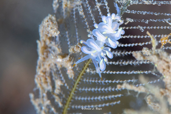 Nudibranch