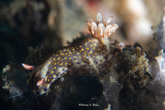 Hypselodoris roo Nudibranch