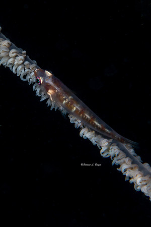Goby