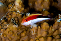 Freckled Hawkfish