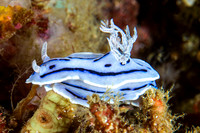 Nudibranch Chromodoris WIllani