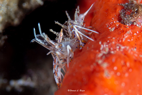 Tiger Shrimp